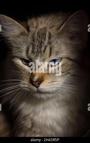 Un gatto Ragdoll di due anni si rilassa nel suo letto, 3 giugno 2021, a Coden, Alabama. I gatti di Ragdoll hanno avuto origine in California negli anni '60. Foto Stock