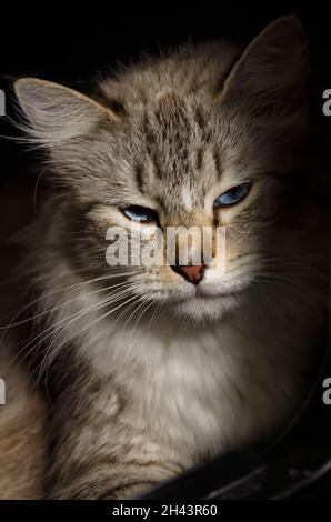 Un gatto Ragdoll di due anni si rilassa nel suo letto, 3 giugno 2021, a Coden, Alabama. I gatti di Ragdoll hanno avuto origine in California negli anni '60. Foto Stock