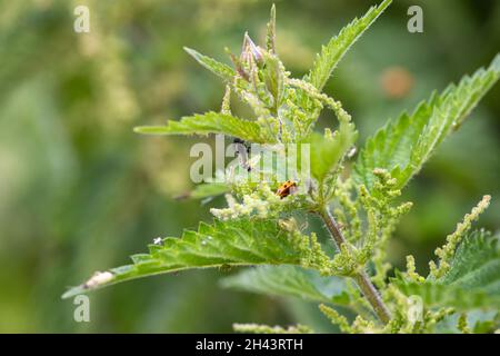 Larve di Ladybird di Harlequin che emergono dalla pelle che sguscia sulla parte superiore di una ortica che pungono in fiore . Si possono vedere anche uccelli ladybird adulti, afidi e ragno. Foto Stock