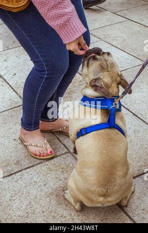 Una donna nutre un piccolo regalo ad un cane da compagnia per strada. Foto Stock