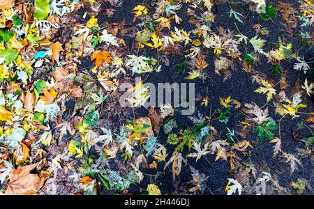 L'autunno parte a Regents Park London UK Foto Stock