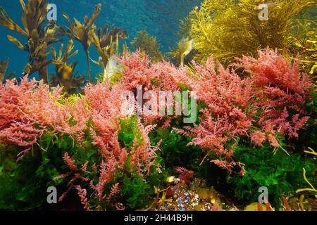 Alghe alghe marine colori subacquei nell'oceano, Atlantico orientale, Spagna, Galizia (Asparagopsis armata e Ulva lactuca) Foto Stock