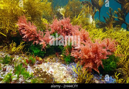 Colori di varie alghe marine sott'acqua nell'oceano, Atlantico orientale, Spagna, Galizia Foto Stock