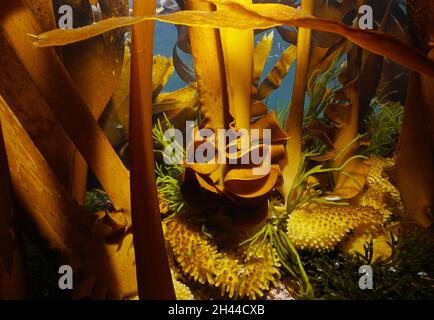 Alghe kelp stipe e hundfast (furbellow Saccordhiza polyschides) sott'acqua nell'oceano Atlantico, Spagna, Galizia Foto Stock