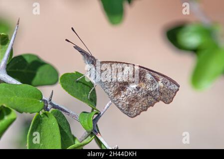 Farfalla di muso americana (carinenta libica) Foto Stock