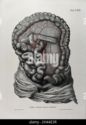 La dissezione dell'addome, che mostra gli intestini, con le arterie e vasi sanguigni indicato in rosso. Litografia colorata da J. Roux, 1822. Foto Stock