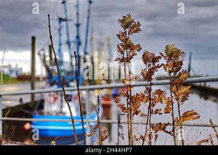 primo piano di un ramoscello con foglie secche di fronte ad un porto di pesce Foto Stock