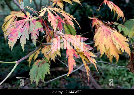 Acer japonicum ‘Aconitifolium’ acero a luna piena – arrotondato profondamente lobato arancione, giallo, verde e rosso foglie, ottobre, Inghilterra, Regno Unito Foto Stock