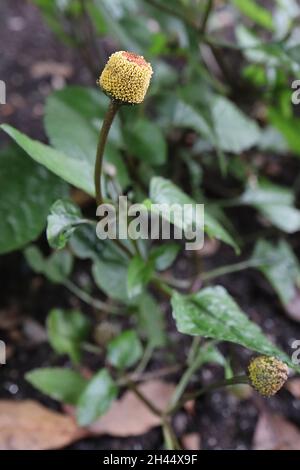 Acmella oleracea Para cress – fiori apetalici conici con spugne gialle e cime rosse densamente impaccate, foglie lucide verde scuro, ottobre, Inghilterra, Foto Stock