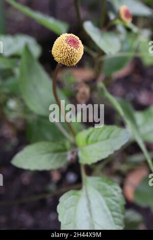 Acmella oleracea Para cress – fiori apetalici conici con spugne gialle e cime rosse densamente impaccate, foglie lucide verde scuro, ottobre, Inghilterra, Foto Stock