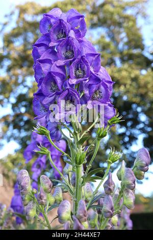 Aconitum napellus ‘varietà di parco’ varietà di Aconite Spark – fiori blu viola a forma di casco, steli alti, ottobre, Inghilterra, Regno Unito Foto Stock