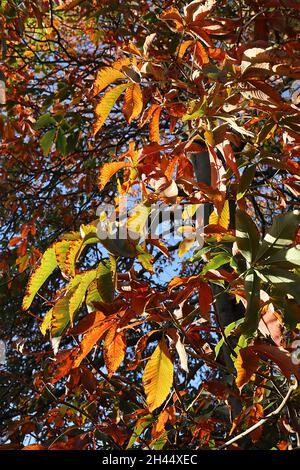 Aesculus flava Sweet buckeye – foglie lisce di giallo ellittico, arancio e verde, ottobre, Inghilterra, Regno Unito Foto Stock