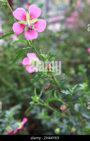 Anisodontea capensis Cape mallow– fiori rosa medi con fiori rosa scuro su steli corti, ottobre, Inghilterra, Regno Unito Foto Stock