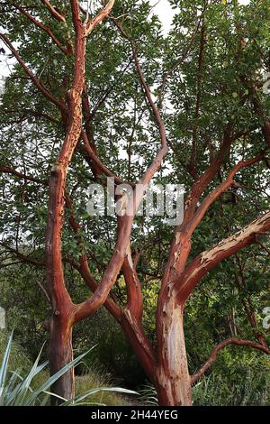 Arbutus menziesii madrona – spellatura e corteccia rossa di rame, ottobre, Inghilterra, Regno Unito Foto Stock