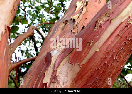 Arbutus menziesii madrona – spellatura e corteccia rossa di rame, ottobre, Inghilterra, Regno Unito Foto Stock