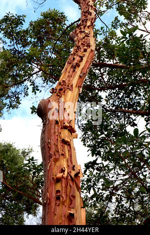 Arbutus menziesii madrona – spellatura e corteccia rossa di rame, ottobre, Inghilterra, Regno Unito Foto Stock