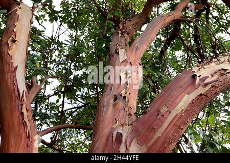 Arbutus menziesii madrona – spellatura e corteccia rossa di rame, ottobre, Inghilterra, Regno Unito Foto Stock