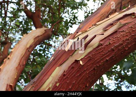 Arbutus menziesii madrona – spellatura e corteccia rossa di rame, ottobre, Inghilterra, Regno Unito Foto Stock