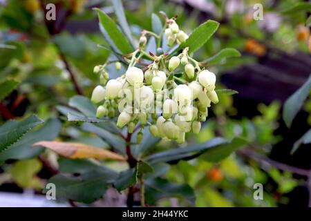 Arbutus unedo Strawberry Tree – piccole panciole di fiori a forma di ricci di crema con lobi verdi pallidi e foglie ellittiche verde scuro, ottobre, Inghilterra, Regno Unito Foto Stock