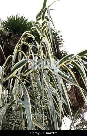 Arundo donax ‘Variegata’ canna gigante variegata – steli molto alti di foglie di crema a forma di spada con strisce verdi, ottobre, Inghilterra, Regno Unito Foto Stock