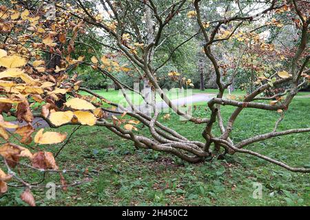 Betula medwediewii betulla transcaucasica – foglie gialle e marroni su rami ondulati con lenticelle, ottobre, Inghilterra, Regno Unito Foto Stock