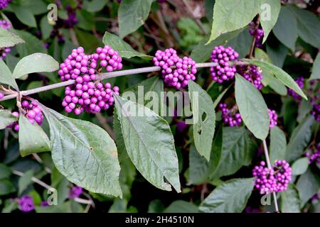 Callicarpa bodinieri ‘profusione’ Beautyberry profusione – fitti grappoli di bacche viola viola e foglie verde scuro, ottobre, Inghilterra, Regno Unito Foto Stock