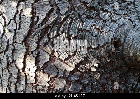 Cedro atlantica Atlas cedro – spirali di corteccia grigia di scricchiola, ottobre, Inghilterra, Regno Unito Foto Stock