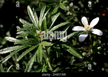 Choisya x dewitteana ‘White Dazzler’ arancio messicano fiore bianco Dazzler - fiori bianchi a forma di stella e foglie strette verde scuro lucido, agosto, Regno Unito Foto Stock