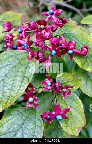 Clerodendrum trichotomum «Blaze viola» Gloria arlequin bower Blaze viola – drupi blu e verde pallido circondati da calice rosso lampone, ottobre, Foto Stock