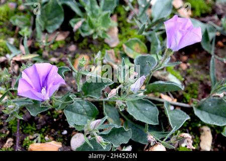 Convolvulus sabatius blu roccia bindweed – viola blu a forma di imbuto fiori e grigio scuro verde ovato foglie su steli di coda, ottobre, Inghilterra, Regno Unito Foto Stock