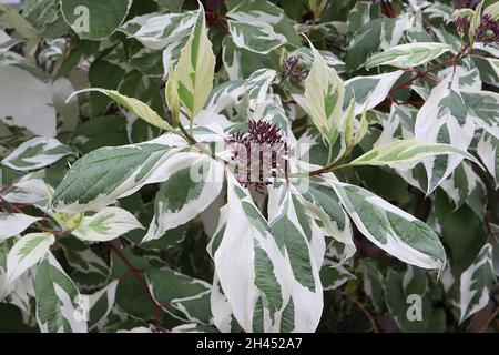 Cornus alba ‘Elegantissima’ variegata Elegantissima – grappoli di semi viola scuro, foglie bianche con spruzzi di verde medio e scuro, ottobre, Inghilterra, Regno Unito Foto Stock