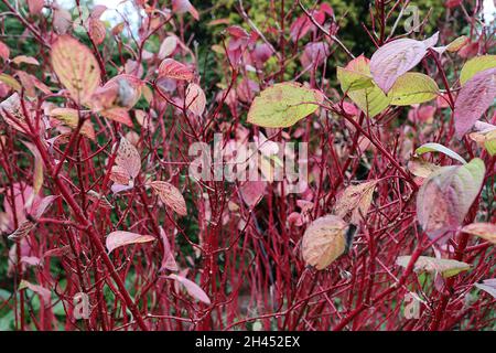 Cornus alba ‘Sibirica’ dogwood rosso-barrato – foglie di ovato rosso e verde brillante su steli rosso cremisi, ottobre, Inghilterra, Regno Unito Foto Stock