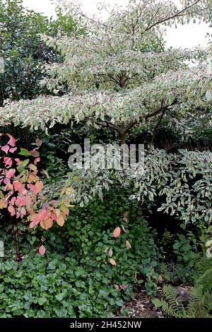 Cornus contraversa «Variegata» albero della torta nuziale – strati di foglie variegate, ottobre, Inghilterra, Regno Unito Foto Stock