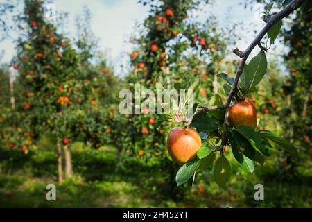 Primo piano di due mele appese da un ramo in un frutteto di mele in Inghilterra Foto Stock