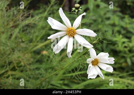 COSMOS Bipinnatus ‘Seashells White’ fiori bianchi singoli con fiori tubolari, ottobre, Inghilterra, Regno Unito Foto Stock