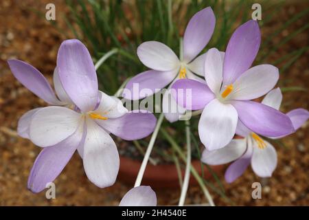 Crocus goulimyi fall cocus – fiori a forma di imbuto a forma di viola e bianco alternati su steli bianchi, ottobre, Inghilterra, Regno Unito Foto Stock