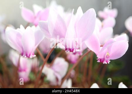 Ciclamino erifolium F. forma FIORI SOLO ciclamino lievitato – fiori bianchi rosa pallido con petali rovesciati, ottobre, Inghilterra, Regno Unito Foto Stock