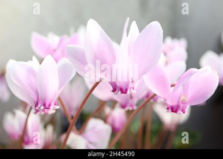 Ciclamino erifolium F. forma FIORI SOLO ciclamino lievitato – fiori bianchi rosa pallido con petali rovesciati, ottobre, Inghilterra, Regno Unito Foto Stock