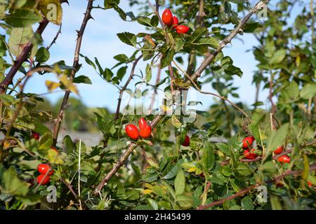 Frutti di bosco di rose selvatiche su un cespuglio nella campagna inglese Foto Stock