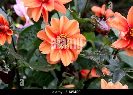 Dahlia ‘Bishop of Oxford’ Misc Class Group 10 fiori di colore arancione con strisce gialle sbiadite, ottobre, Inghilterra, Regno Unito Foto Stock