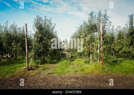 Cassette di frutta in legno allineate tra file di mele mature in frutteto di mele Foto Stock