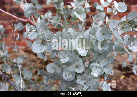 Gomma di sidro alpina di eucalipto archeri – foglie verdi grigio argento a forma di uovo, ottobre, Inghilterra, Regno Unito Foto Stock