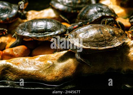 Cursori con le orecchie rosse . Specie acquatiche comuni di tartaruga Foto Stock