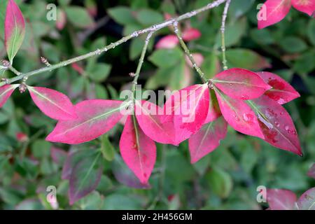 Euonymus alatus alinged fusello – rosa brillante a punta foglie di ovato, ottobre, Inghilterra, Regno Unito Foto Stock