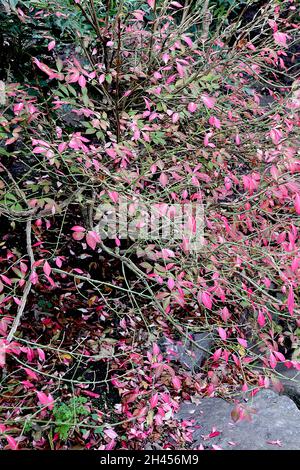 Euonymus alatus alinged fusello – rosa brillante a punta foglie di ovato, ottobre, Inghilterra, Regno Unito Foto Stock