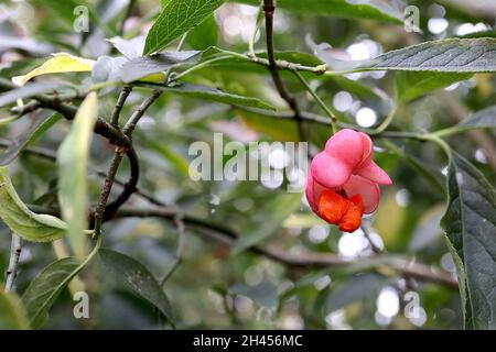 Euonymus hamiltonianus «Indian Summer» Himalayan fusello Indian Summer – corpo di frutta rosa profonda che racchiude semi d’arancia, ottobre, Inghilterra, Regno Unito Foto Stock