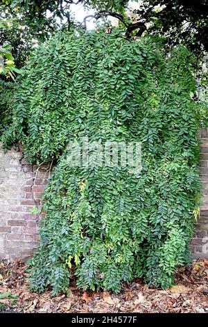Fraxinus excelsior ‘Pendula’ cenere piangente – foglie verdi grigie e tortuose ramificazioni pendolari, ottobre, Inghilterra, Regno Unito Foto Stock