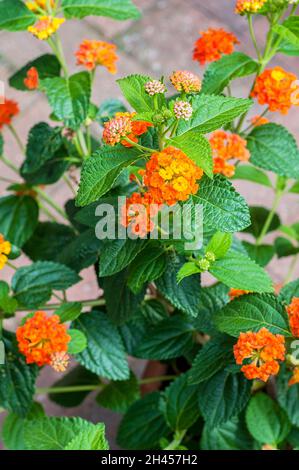 Un sacco di teste di fiori d'arancio e boccioli chiusi su Lantana camara Tangerine un arbusto estivo fiorito che è perenne sempreverde e gelo tenero Foto Stock