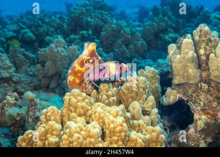 Polpo di giorno, polpo cianea, e un capra maniacale, Parufeneus multifasciatus, Hawaii. Questi due sono spesso visti a caccia insieme sulla barriera corallina come pictu Foto Stock