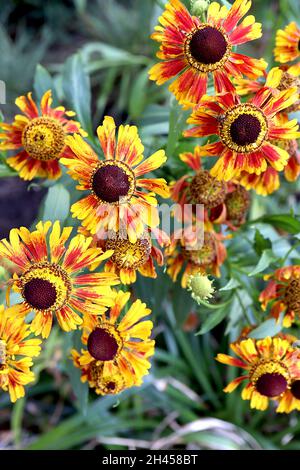 Helenium autumnale ‘Waltraut’ sneezeed Waltraut – fiori di arancio di rame incandescente, ottobre, Inghilterra, Regno Unito Foto Stock